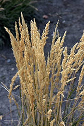 El Dorado Feather Reed Grass (Calamagrostis x acutiflora 'El Dorado') at Ward's Nursery & Garden Center