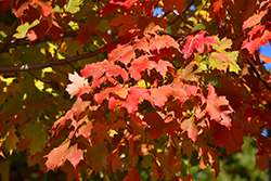 Autumn Splendor Sugar Maple (Acer saccharum 'Autumn Splendor') at Ward's Nursery & Garden Center