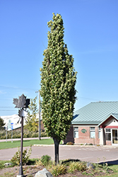 Green Pillar Pin Oak (Quercus palustris 'Pringreen') at Ward's Nursery & Garden Center