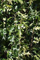 Green Pillar Pin Oak (Quercus palustris 'Pringreen') at Ward's Nursery & Garden Center