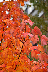 Bowhall Red Maple (Acer rubrum 'Bowhall') at Ward's Nursery & Garden Center