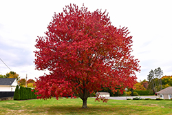 Red Maple (Acer rubrum) at Ward's Nursery & Garden Center