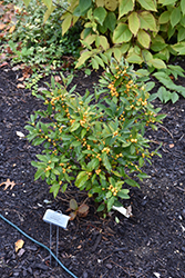 Berry Heavy Gold Winterberry (Ilex verticillata 'Roberta Case') at Ward's Nursery & Garden Center