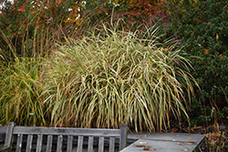 Dixieland Maiden Grass (Miscanthus sinensis 'Dixieland') at Ward's Nursery & Garden Center