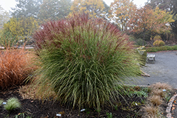 Morning Light Maiden Grass (Miscanthus sinensis 'Morning Light') at Ward's Nursery & Garden Center