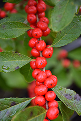 Red Sprite Winterberry (Ilex verticillata 'Red Sprite') at Ward's Nursery & Garden Center