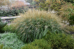 Adagio Maiden Grass (Miscanthus sinensis 'Adagio') at Ward's Nursery & Garden Center
