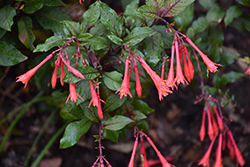 Gartenmeister Fuchsia (Fuchsia 'Gartenmeister Bonstedt') at Ward's Nursery & Garden Center