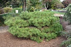 Soft Touch White Pine (Pinus strobus 'Soft Touch') at Ward's Nursery & Garden Center