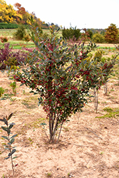 Brilliantissima Red Chokeberry (Aronia arbutifolia 'Brilliantissima') at Ward's Nursery & Garden Center