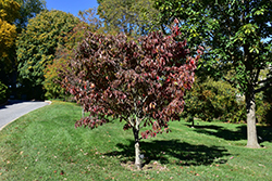 Appalachian Spring Flowering Dogwood (Cornus florida 'Appalachian Spring') at Ward's Nursery & Garden Center