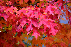 Fall Fiesta Sugar Maple (Acer saccharum 'Bailsta') at Ward's Nursery & Garden Center