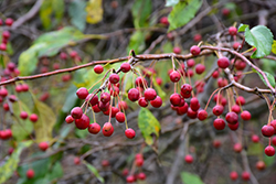 Red Jade Flowering Crab (Malus 'Red Jade') at Ward's Nursery & Garden Center