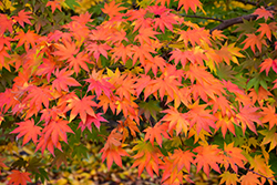 Japanese Maple (Acer palmatum) at Ward's Nursery & Garden Center