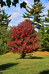 Redpointe Red Maple (Acer rubrum 'Frank Jr.') at Ward's Nursery & Garden Center