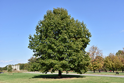 Scarlet Oak (Quercus coccinea) at Ward's Nursery & Garden Center
