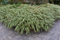 White Striped Hakone Grass (Hakonechloa macra 'Albo Striata') at Ward's Nursery & Garden Center