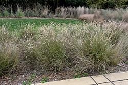 Karley Rose Oriental Fountain Grass (Pennisetum orientale 'Karley Rose') at Ward's Nursery & Garden Center
