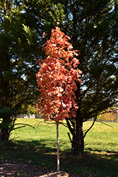 Autumn Fest Sugar Maple (Acer saccharum 'JFS-KW8') at Ward's Nursery & Garden Center