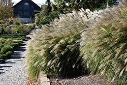 Gracillimus Maiden Grass (Miscanthus sinensis 'Gracillimus') at Ward's Nursery & Garden Center