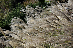 Gracillimus Maiden Grass (Miscanthus sinensis 'Gracillimus') at Ward's Nursery & Garden Center