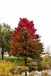 Red Sunset Red Maple (Acer rubrum 'Franksred') at Ward's Nursery & Garden Center