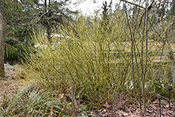 Yellow Twig Dogwood (Cornus sericea 'Flaviramea') at Ward's Nursery & Garden Center