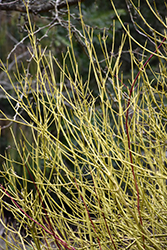 Yellow Twig Dogwood (Cornus sericea 'Flaviramea') at Ward's Nursery & Garden Center