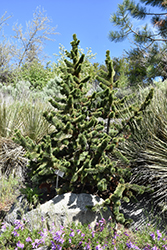 Bristlecone Pine (Pinus aristata) at Ward's Nursery & Garden Center