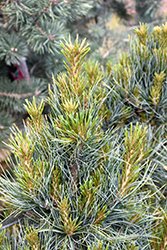 Westerstede Swiss Stone Pine (Pinus cembra 'Westerstede') at Ward's Nursery & Garden Center