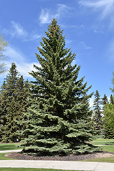 Blue Colorado Spruce (Picea pungens 'var. glauca') at Ward's Nursery & Garden Center