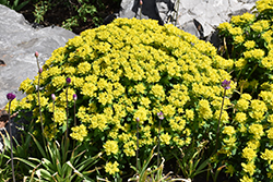 Cushion Spurge (Euphorbia polychroma) at Ward's Nursery & Garden Center