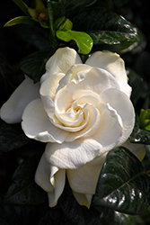 Sweet Tea Gardenia (Gardenia jasminoides 'PIIGA-II') at Ward's Nursery & Garden Center