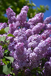 Common Lilac (Syringa vulgaris) at Ward's Nursery & Garden Center