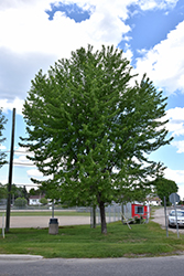 Silver Maple (Acer saccharinum) at Ward's Nursery & Garden Center