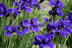 Caesar's Brother Siberian Iris (Iris sibirica 'Caesar's Brother') at Ward's Nursery & Garden Center