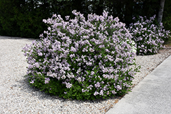 Dwarf Korean Lilac (Syringa meyeri 'Palibin') at Ward's Nursery & Garden Center