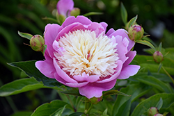 Bowl Of Beauty Peony (Paeonia 'Bowl Of Beauty') at Ward's Nursery & Garden Center