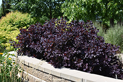 Royal Purple Smokebush (Cotinus coggygria 'Royal Purple') at Ward's Nursery & Garden Center