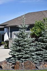 Baby Blue Blue Spruce (Picea pungens 'Baby Blue') at Ward's Nursery & Garden Center