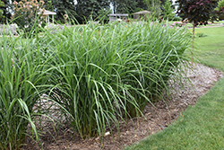 Malepartus Maiden Grass (Miscanthus sinensis 'Malepartus') at Ward's Nursery & Garden Center