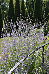 Longin Russian Sage (Perovskia atriplicifolia 'Longin') at Ward's Nursery & Garden Center