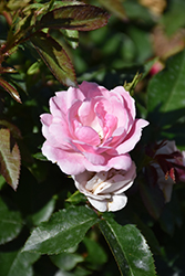 Pinktopia Rose (Rosa 'Balmas') at Ward's Nursery & Garden Center