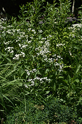 Wild Quinine (Parthenium integrifolium) at Ward's Nursery & Garden Center