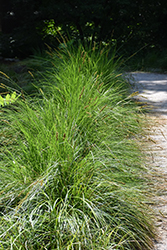 Autumn Moor Grass (Sesleria autumnalis) at Ward's Nursery & Garden Center