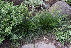 Golden Dew Tufted Hair Grass (Deschampsia cespitosa 'Goldtau') at Ward's Nursery & Garden Center