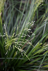 Golden Dew Tufted Hair Grass (Deschampsia cespitosa 'Goldtau') at Ward's Nursery & Garden Center
