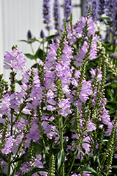 Pink Manners Obedient Plant (Physostegia virginiana 'Pink Manners') at Ward's Nursery & Garden Center