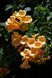 Yellow Trumpetvine (Campsis radicans 'Flava') at Ward's Nursery & Garden Center