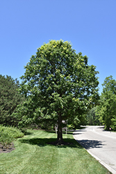 Bur Oak (Quercus macrocarpa) at Ward's Nursery & Garden Center